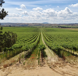 Foto-CE-Produccion-vitivinicola-Hero_Mobile