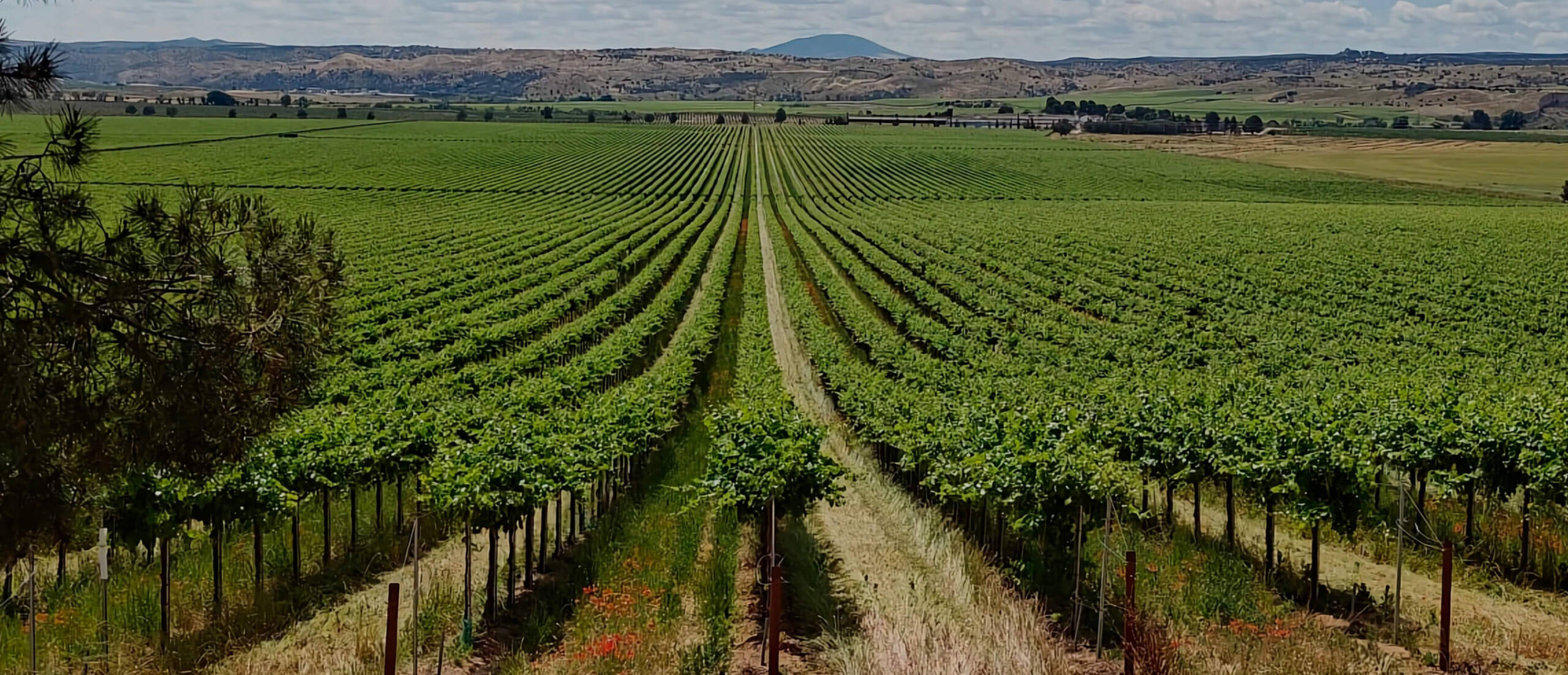 Foto-CE-Produccion-vitivinicola-Hero_PC